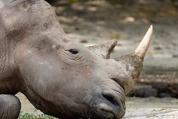 Close up of a White Rhino resting under a shade in Taiping Zoo. The white rhinoceros, white rhino or square-lipped rhinoceros (Ceratotherium simum) is the largest extant species of rhinoceros.