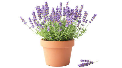 Potted lavender transparent background © Michael