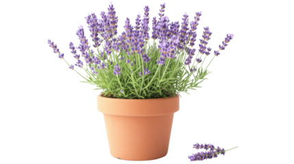 Potted lavender transparent background