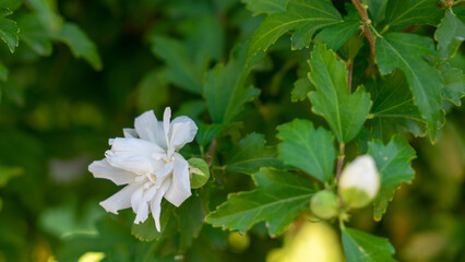White hibiscus syriacus or rose of Sharon or Syrian ketmia or shrub althea is species of flowering plant in mallow family, Malvaceae