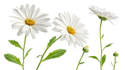 Fototapeta premium daisies isolated on white background