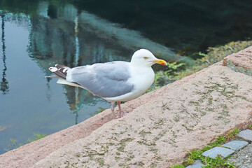 Seagull in Alesund, Norway