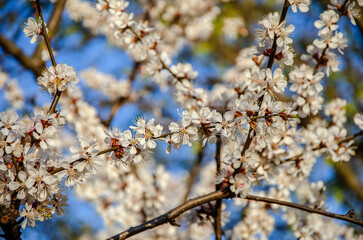 Blooming wild apricots in the city.