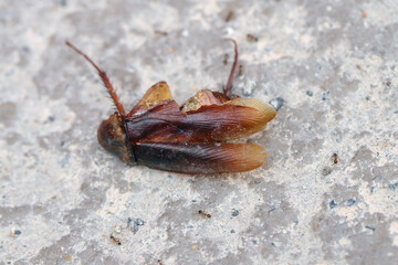 Dead American cockroach (Periplaneta americana) close-up of An adult insect lying on the floor. 