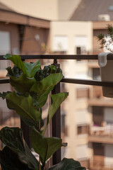 an image of a ficus plant on a balcony with a view of the mansard roofs