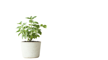 Green potted plant transparent background