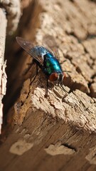 Macro close-up of a green bottle fly on wood