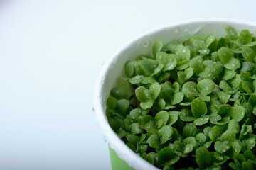 Organic micro green salad in paper cup on white background. Macro