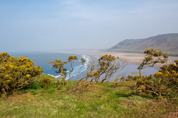 Common gorse overlooking Rhossili beach