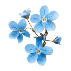 A close-up image showcases a cluster of light blue flowers with intricate petal details against a stark black background.