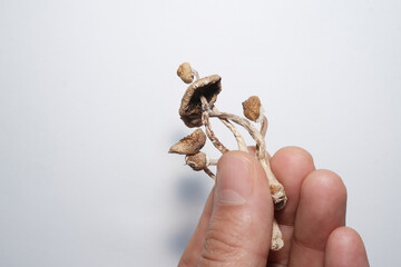 Psilocybin Psilocybe Cubensis mushrooms in man's hands on white background. Psychedelic magic mushroom Golden Teacher. Top view, flat lay. Micro-dosing concept.