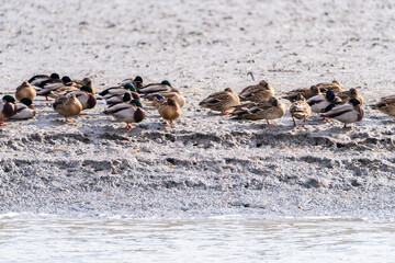 flock of the migration birds at the seaside
