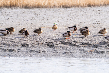 flock of the migration birds at the seaside
