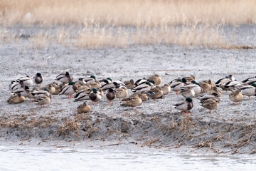 flock of the migration birds at the seaside