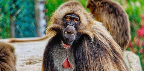 close up of a baboon, Herberstein Zoo, Herberstein, Stubenberg, Styria, Austria, Europe, October 2024
