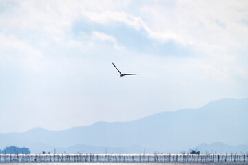 a seagull flying on the sea