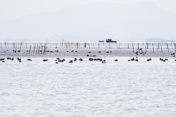 flock of the migration birds at the seaside