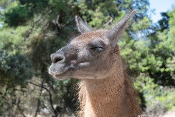 Llama face smiling. Lama Glama.
