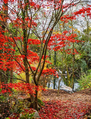 Naklejka premium autumn in the park, Herberstein Zoo, Herberstein, Stubenberg, Styria, Austria, Europe, October 2024 