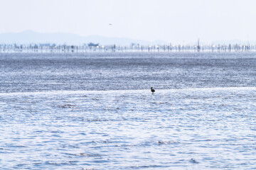 a small wild bird walking on the wetland at the seaside