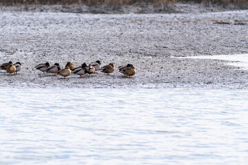 flock of the migration birds at the seaside