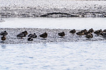 flock of the migration birds at the seaside
