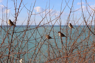 Against the backdrop of the sea are bushes with sparrows on the branches.