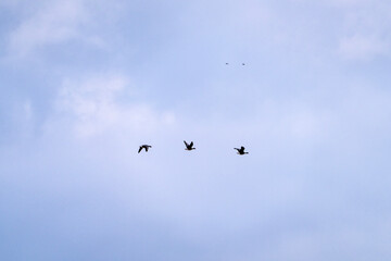 flying migration bird at Suncheon Bay
