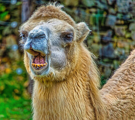 camel in the zoo, Herberstein Zoo, Herberstein, Stubenberg, Styria, Austria, Europe, October 2024