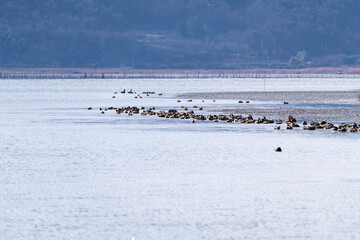 flock of the migration birds at the seaside