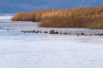 flock of the migration birds at the seaside