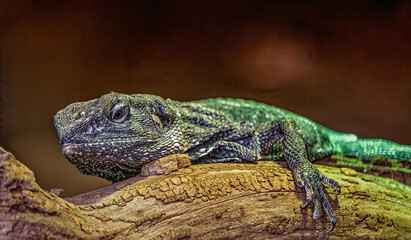 lizard on a tree, Herberstein Zoo, Herberstein, Stubenberg, Styria, Austria, Europe, October 2024