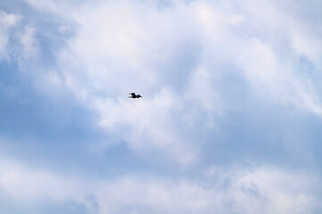 flying migration bird at Suncheon Bay