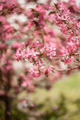 Obraz premium A soft focus. Cherry blossoms. Pink cherry in a park.