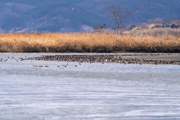flock of the migration birds at the seaside