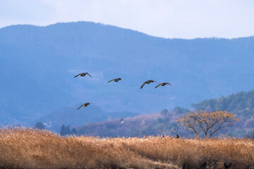 flying migration bird at Suncheon Bay