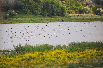 European Starling flock flying in the sky. the most numerous songbirds. They are stocky black birds...