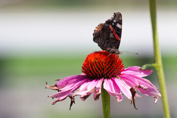 Red admiral butterfly close-up on echinacea flower.