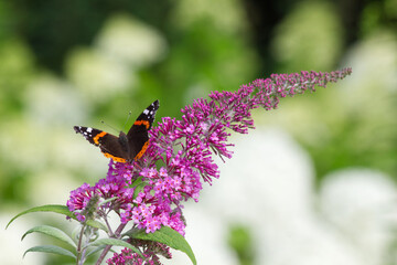 Red admiral butterfly close-up on Buddleja Americana, also known as the butterfly bush.