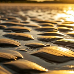 Fototapeta premium sand texture on the beach after high tide