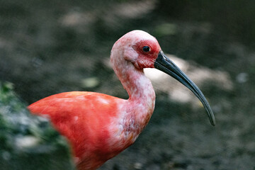 Close up of a Scarlet Ibis Juvenile bird in Taiping Zoo. The scarlet ibis, sometimes called red...