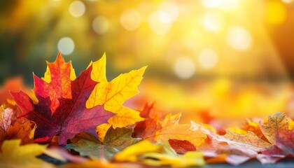 Fototapeta premium Golden Hour s Embrace Vibrant Red and Yellow Fall Foliage in a Glimmering Autumn Landscape