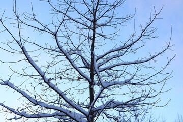 Obraz premium A Beautiful SnowCovered Tree Standing Majestically Against a Clear and Bright Winter Sky