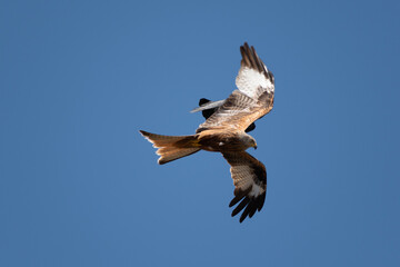 Obraz premium Milan Royal Ciel Corse et Corneille Mantelée