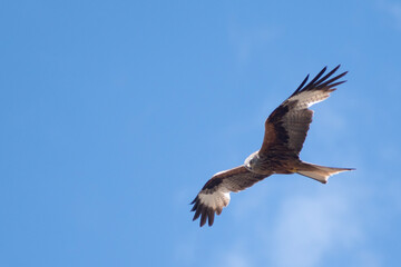 Fototapeta premium Milan Royal Ciel Corse