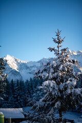 Alpine landscape view of fir trees and mountains. Ski touring in untouched nature