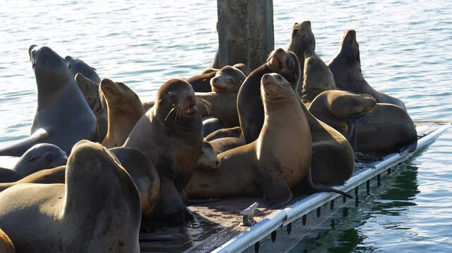 Group of sea lions lounging on a dock in calm waters of Riverside, showcasing their natural behavior and habitat.