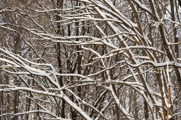 A winter scene of tree branches covered in snow, creating a natural pattern against the sky. Ideal for seasonal, nature, and abstract backgrounds.