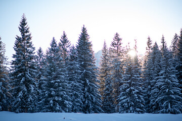 A winter wonderland with tall pine trees covered in snow. Ski tourism in the Austrian Alps.