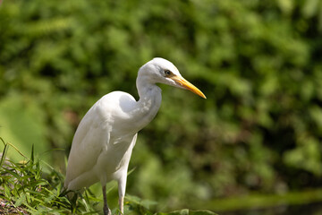 Close up Portrait of a Cattle Egret in Taiping Lake Gardens. The cattle egret (formerly genus Bubulcus) is a cosmopolitan clade of heron (family Ardeidae) in the genus Ardea.